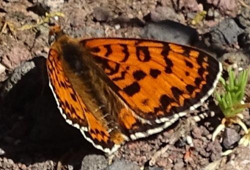 Réf. 209 617 : Melitaea didyma